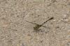 Onychogomphus forcipatus